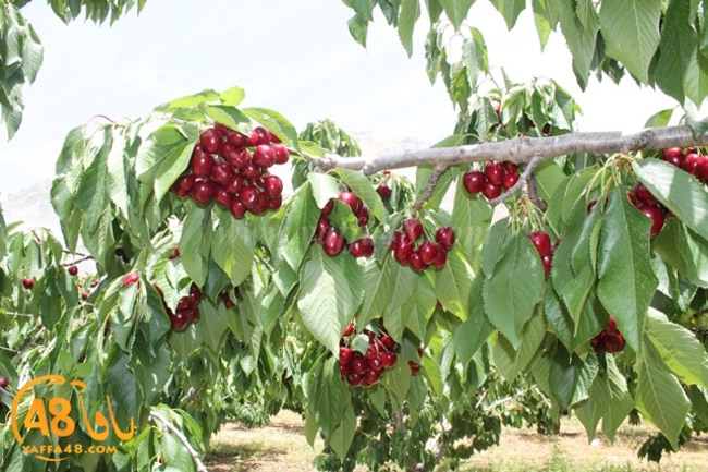 re7la a7ban (63).JPG